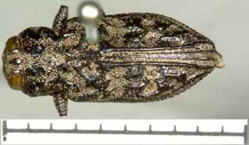 Media type: image;   Entomology 2701 Aspect: habitus dorsal view